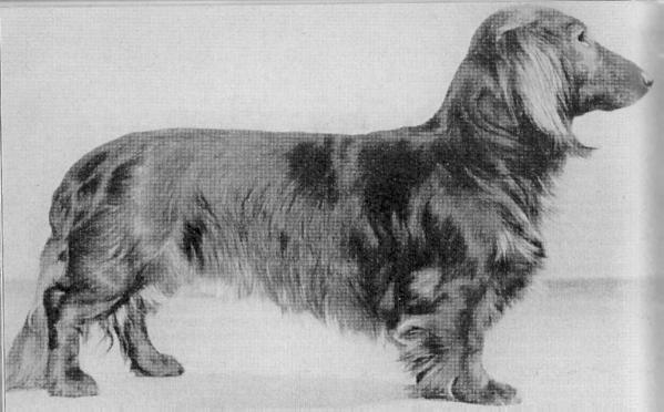 Jux von der Birke | Dachshund 