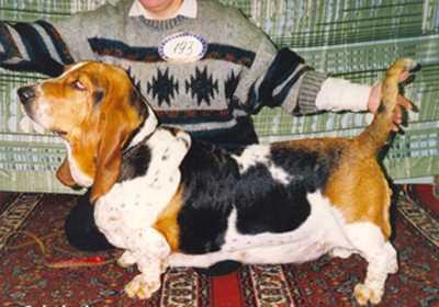 Pani Pandora Kaukas | Basset Hound 