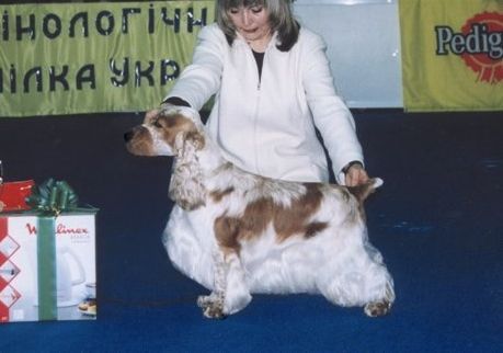 Irving Green Hunter Hill | English Cocker Spaniel 