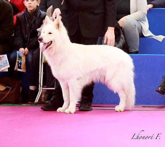 LORD TYSON FOR MAX DU BOIS DES TERNES | White Swiss Shepherd Dog 