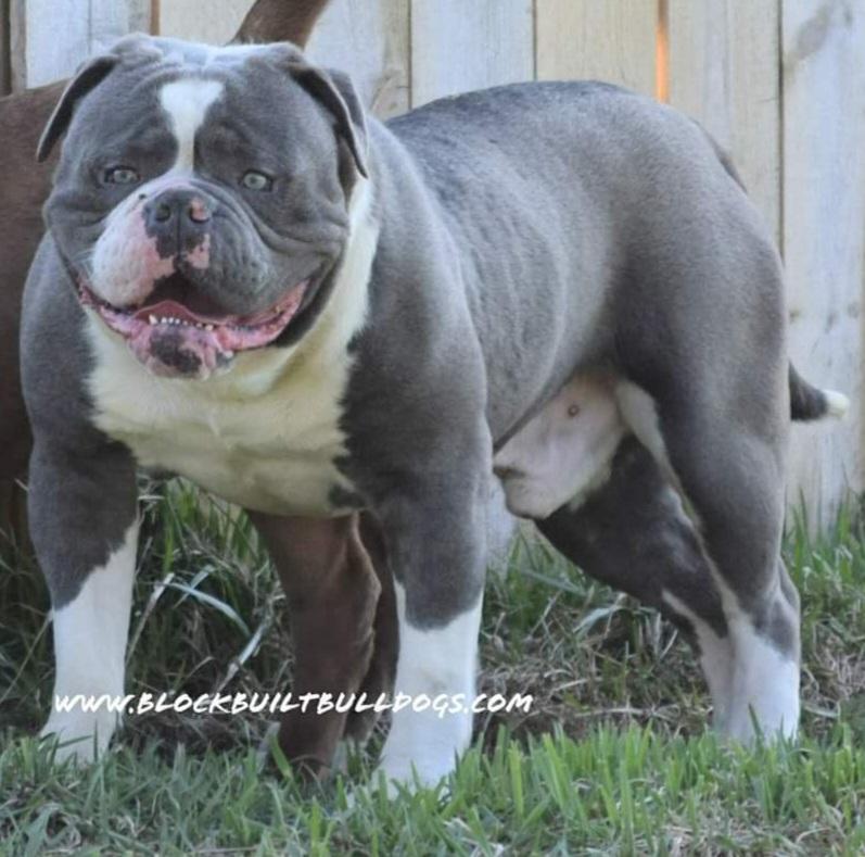 Sunshine Bulls' Draco at Big Nate Bulldogs | Olde English Bulldogge 