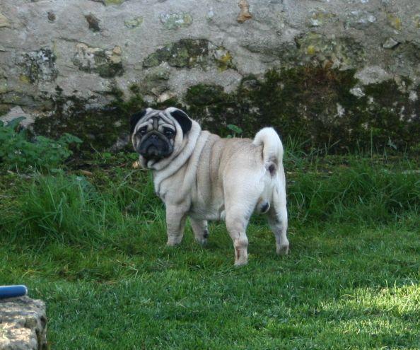 Gulliver de la bacska | Pug 