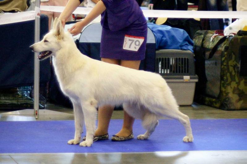 Perla-Ice Flower | White Swiss Shepherd Dog 