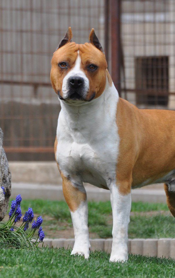 Goodhunting Gentleman Roy | American Staffordshire Terrier 