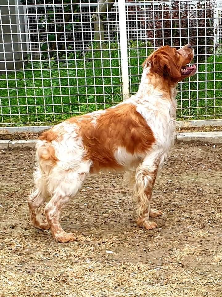 Crespo Del Dnd Serbia | Brittany 