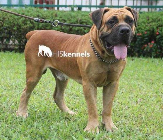 Giant of Africa Havoc | African Boerboel 