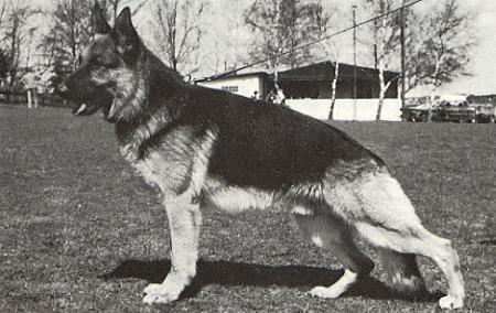 Lardo von der Haller Farm | German Shepherd Dog 