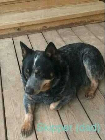 SKIPPER | Australian Cattle Dog 