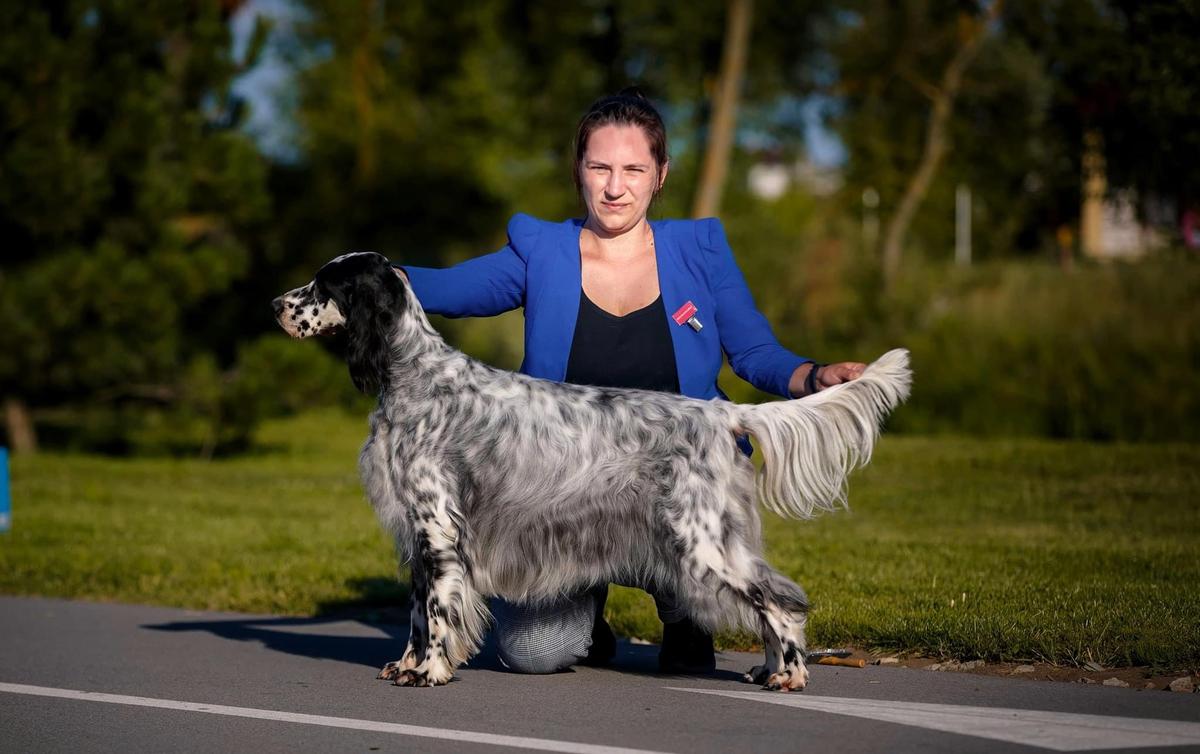 Goto Predestinatsiya Vanity Fair | English Setter 