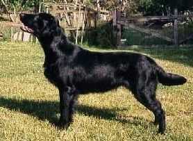 Comics Private Collection | Flat-Coated Retriever 