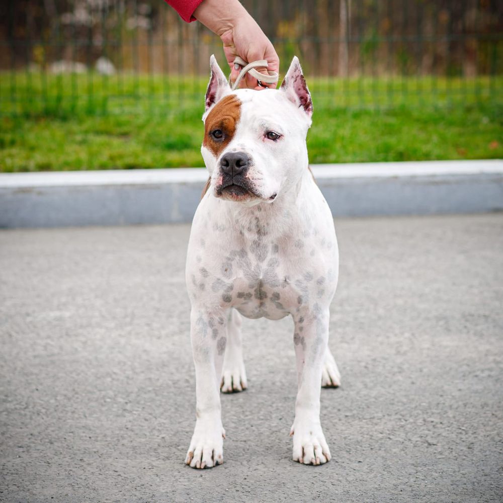 Captor Soul Amazonka | American Staffordshire Terrier 