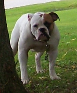 BuffaloCreek's Cash | Olde English Bulldogge 