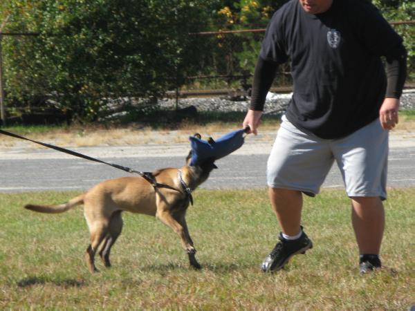 Bayou Glavin | Belgian Malinois 