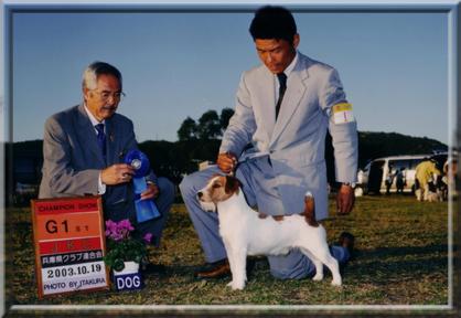 Mahkoolma Jack Man | Jack Russell Terrier 