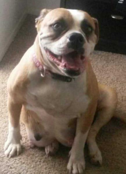 Venus of DAB | American Bulldog 