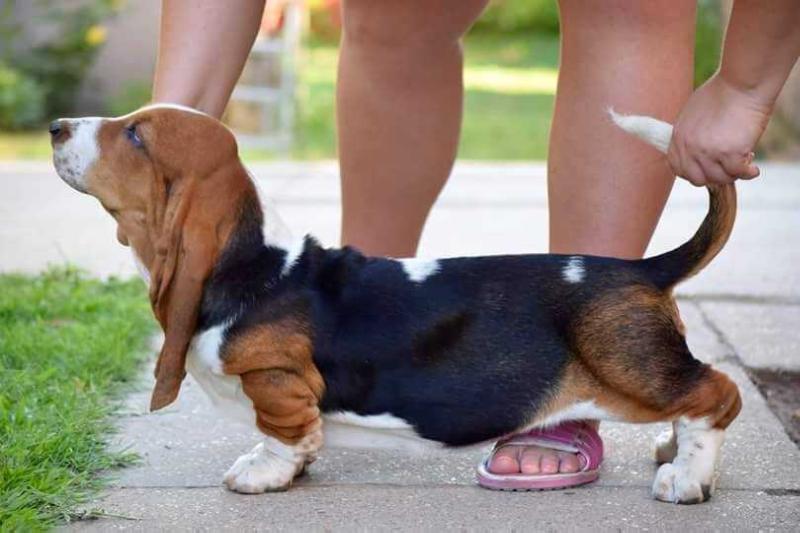 Forever Long Ears Only You | Basset Hound 
