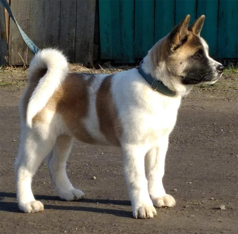 Mertsanie Zhemchuga Iz Vladeniya Akelo | Akita 