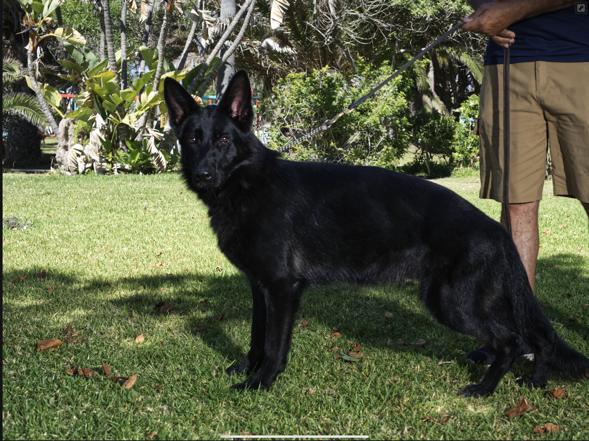 Alara (García) | German Shepherd Dog 