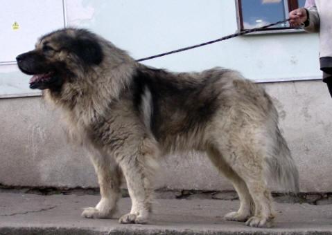 Taras od piksija | Yugoslavian Shepherd Dog-Sarplaninac 