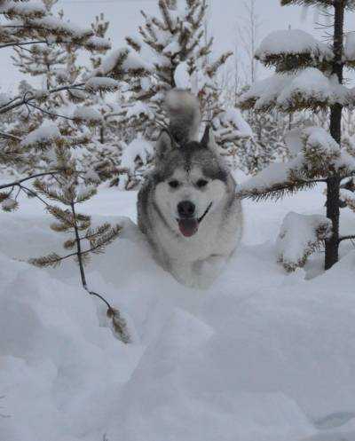 Fauna Crimean Khan | Alaskan Malamute 