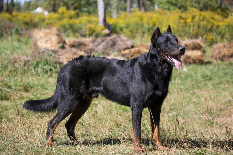 Hope Satan Monts du Lac | Beauceron 