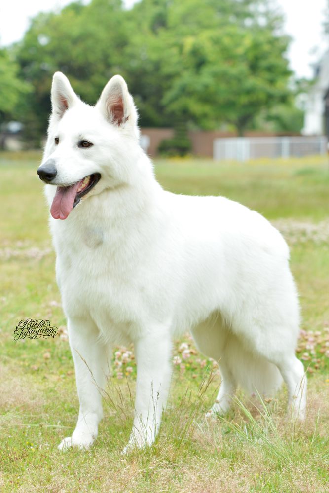 ULTIMETE ADEL OF ANNIES JP | White Swiss Shepherd Dog 