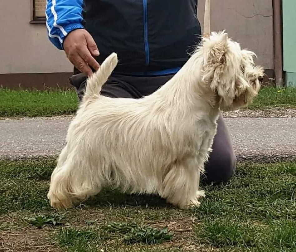 Silverbug Admiral | West Highland White Terrier 