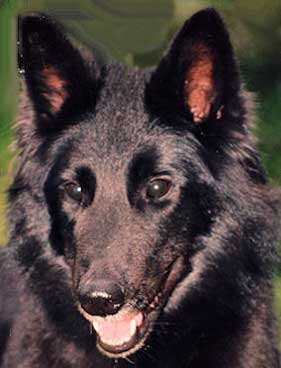 Ariana de 3-Fi | Belgian Groenendael 