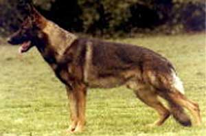 Olf zur starken Eiche | German Shepherd Dog 