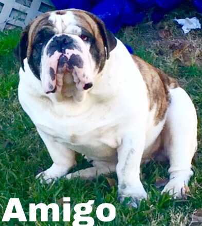 Koas Amigo | Olde English Bulldogge 