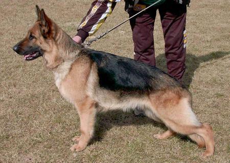 Bonnie vom kleinen Land | German Shepherd Dog 