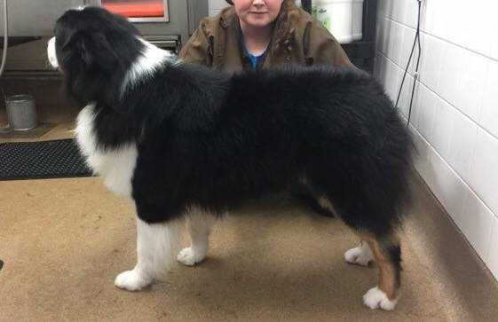 Gemfire's The Beat Goes On | Australian Shepherd 