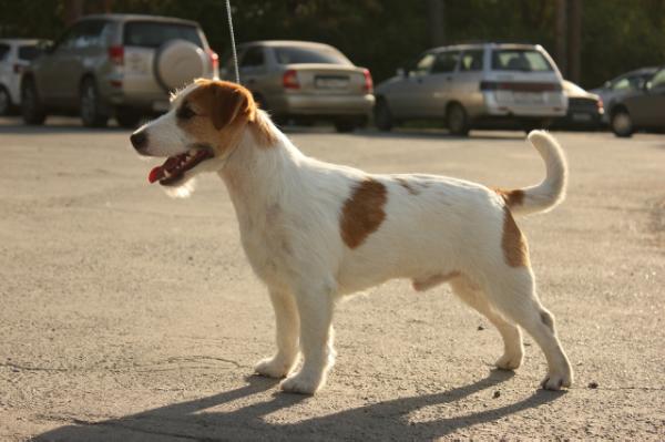 JACKIE CHAN Linea Luna | Jack Russell Terrier 