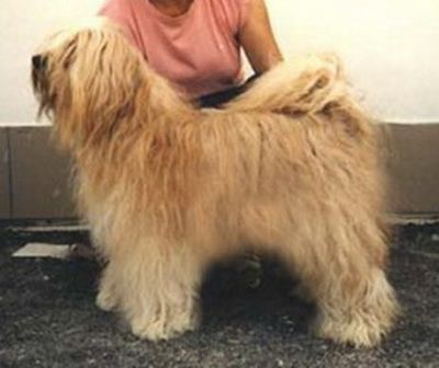 CCHEPAGME BODJUL | Tibetan Terrier 