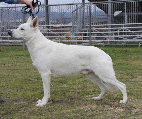 SUREFIRE FAR &amp; AWAY OF HIGHLAND MYST | White Swiss Shepherd Dog 