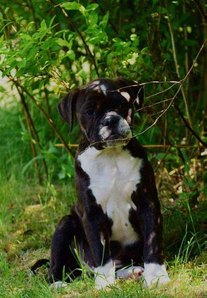 Catobulls Frk. Elsa | Olde English Bulldogge 