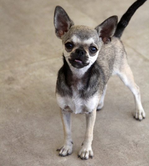 Muscat of Uttopa's Dream | Chihuahua 