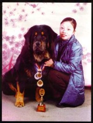 Luoji | Tibetan Mastiff 