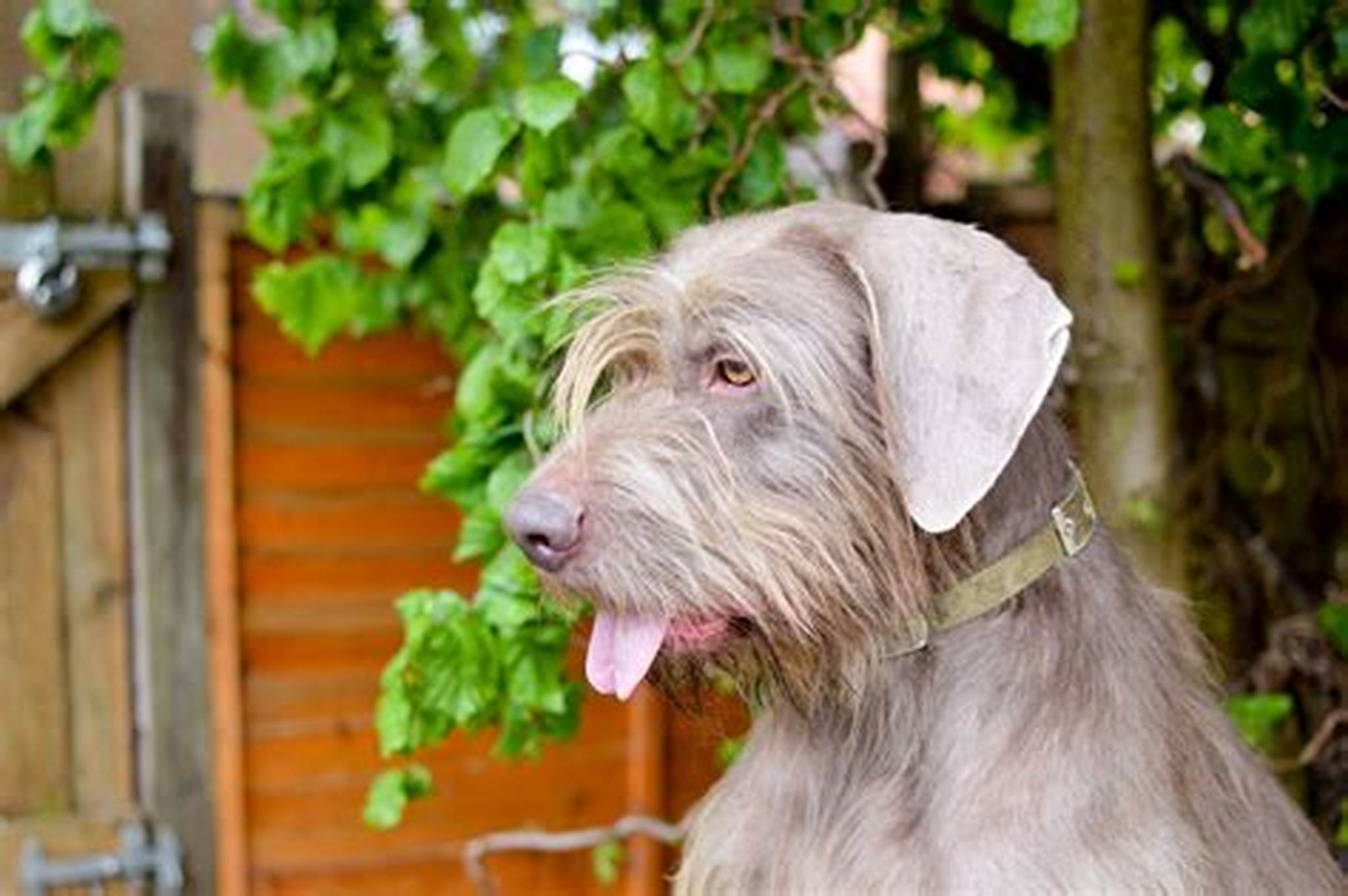 Slovakian Wirehaired Pointer