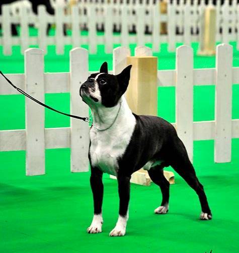 Dallas Cowboy | Boston Terrier 