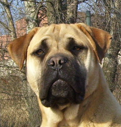 Raborzo Aida | Bullmastiff 