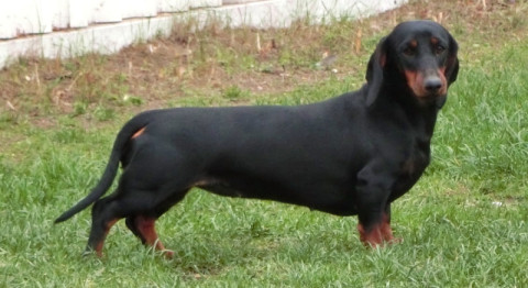 Glück To Bring Black Pearl | Dachshund 