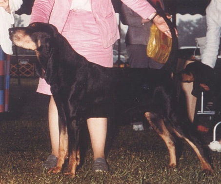 Ridgemohr's Shirtrai Hard | Black and Tan Coonhound 