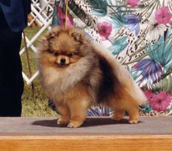 Aj's Smokin Joe | German Spitz 