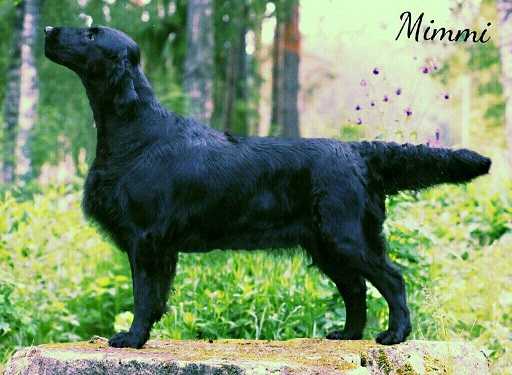 Caci's She Is Shining | Flat-Coated Retriever 