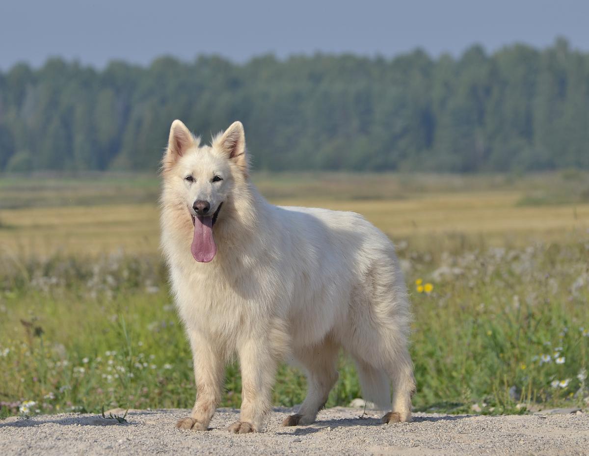 ULMIRA | White Swiss Shepherd Dog 