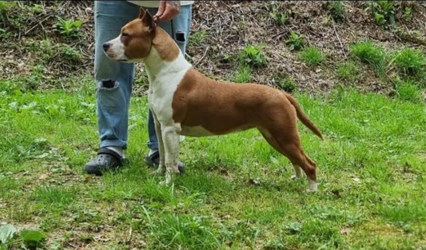 Legend of gods Hela | American Staffordshire Terrier 
