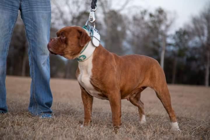 XSB's Cherry of SSOB | Olde English Bulldogge 