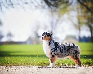 NORTHBAY'S BLUE BAYOU | Australian Shepherd 
