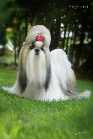 WENRICK´S PAPPER DOLL N´PEPPER | Shih Tzu 